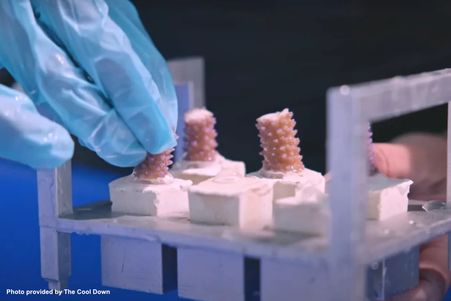 New technologies could be key to saving coral reefs — one method grows 'reef-ready' coral in 6 to 9 months thumbnail image