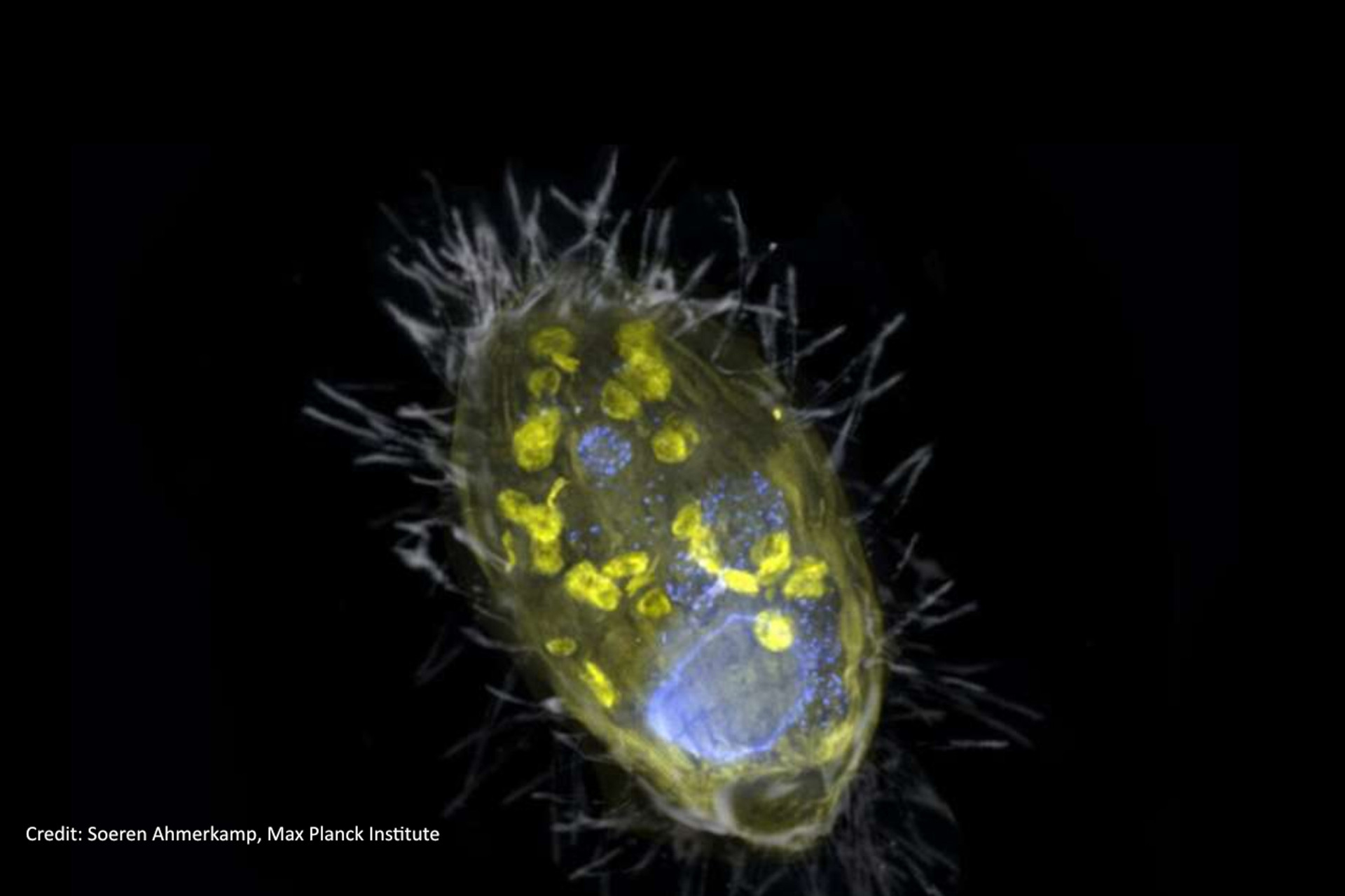 Scientists discover more mitochondria-like symbionts with surprising metabolic capacities thumbnail image