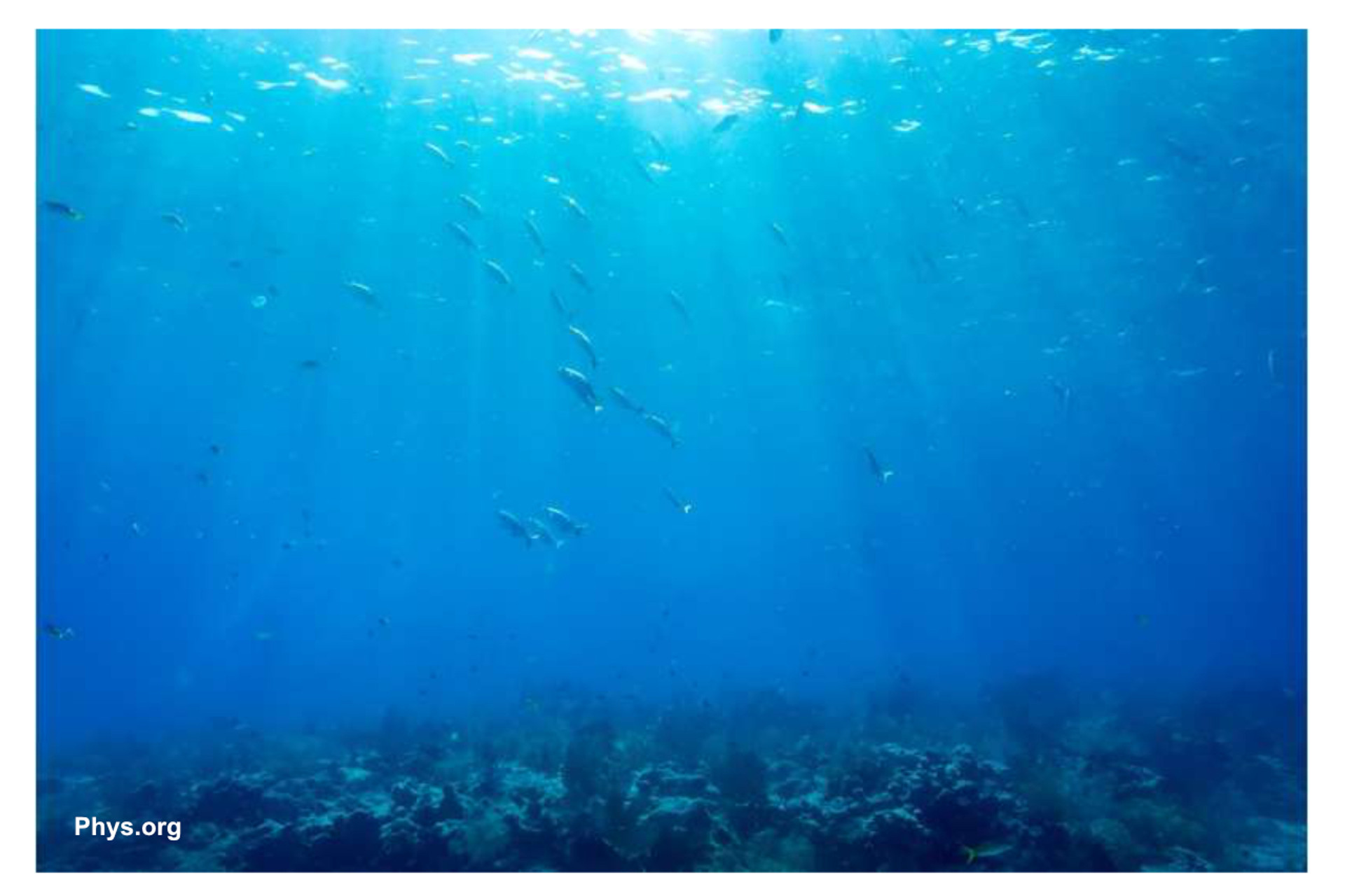 Adagio in sea: Coral larvae 'settle near sounds of healthy reefs' thumbnail image