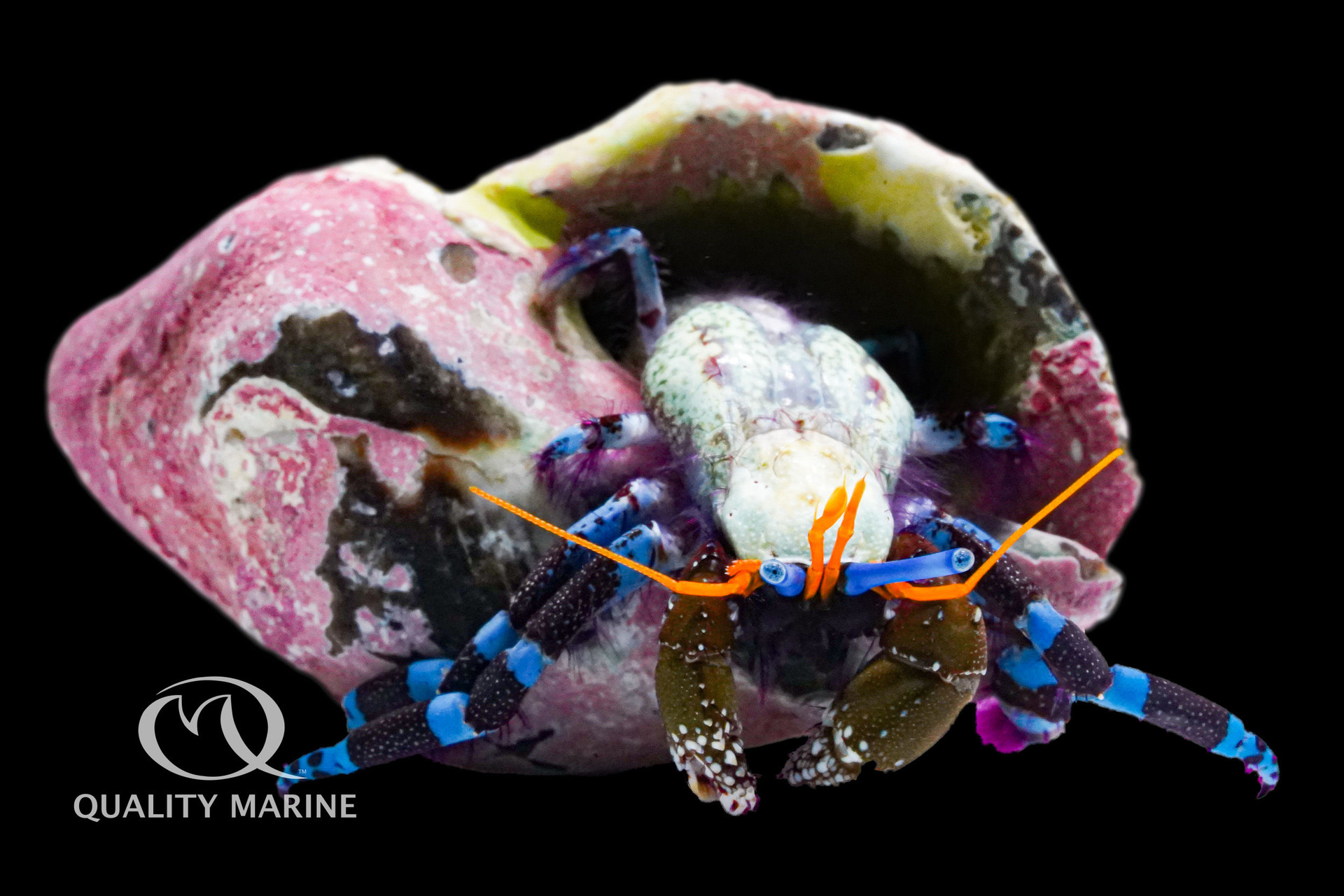 The Ultimate Cleaner-Blue Knuckle Hermit thumbnail image