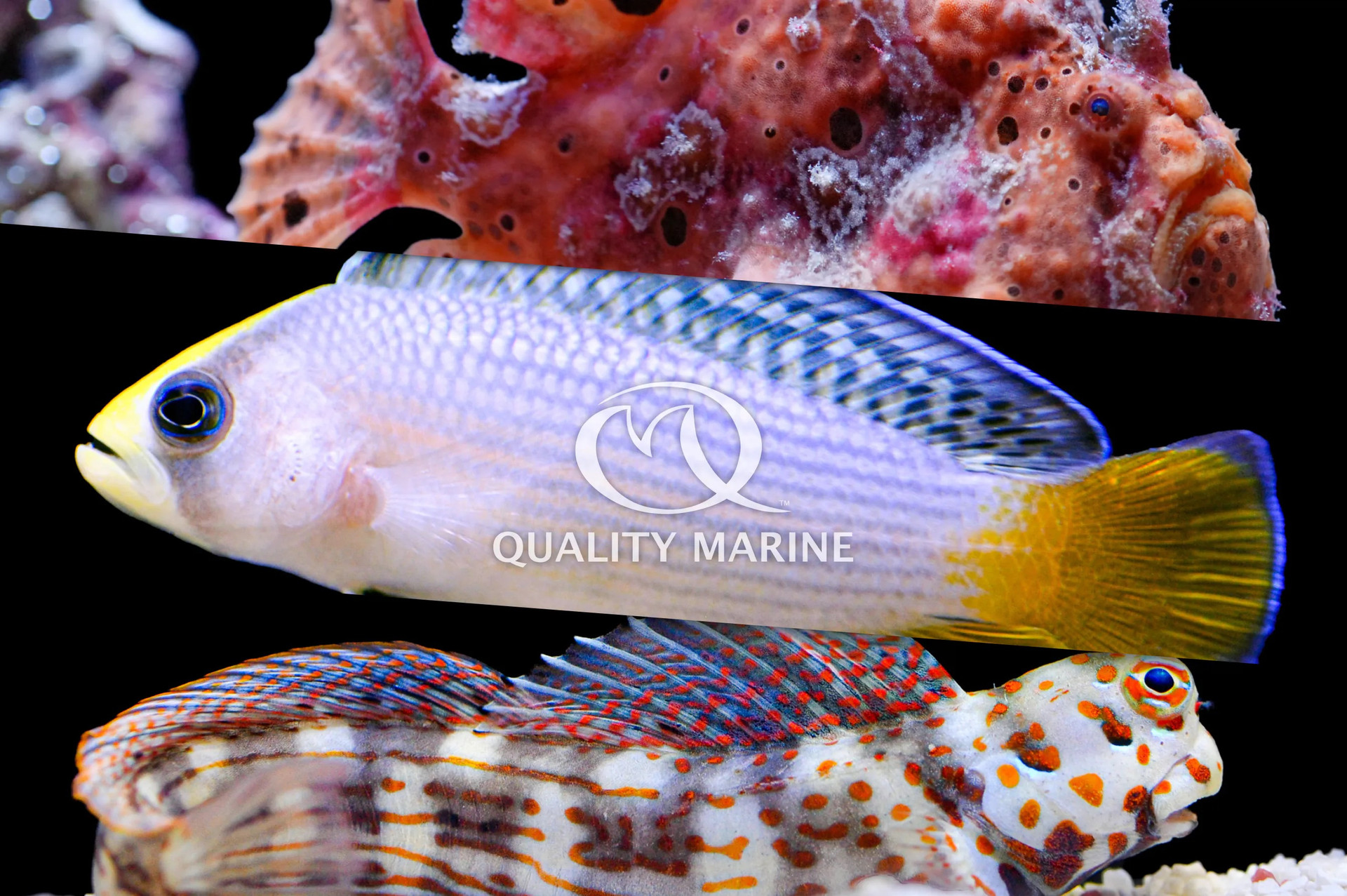 Something Fishy :: Aquarium Livestock :: Inverts & Clams :: Sponges ::  Assorted Small Sponges