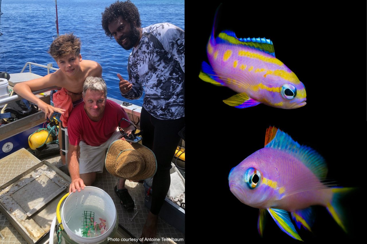 A Tribute to Timothy Bennett: A Pioneer of the Mesophotic Depths thumbnail image