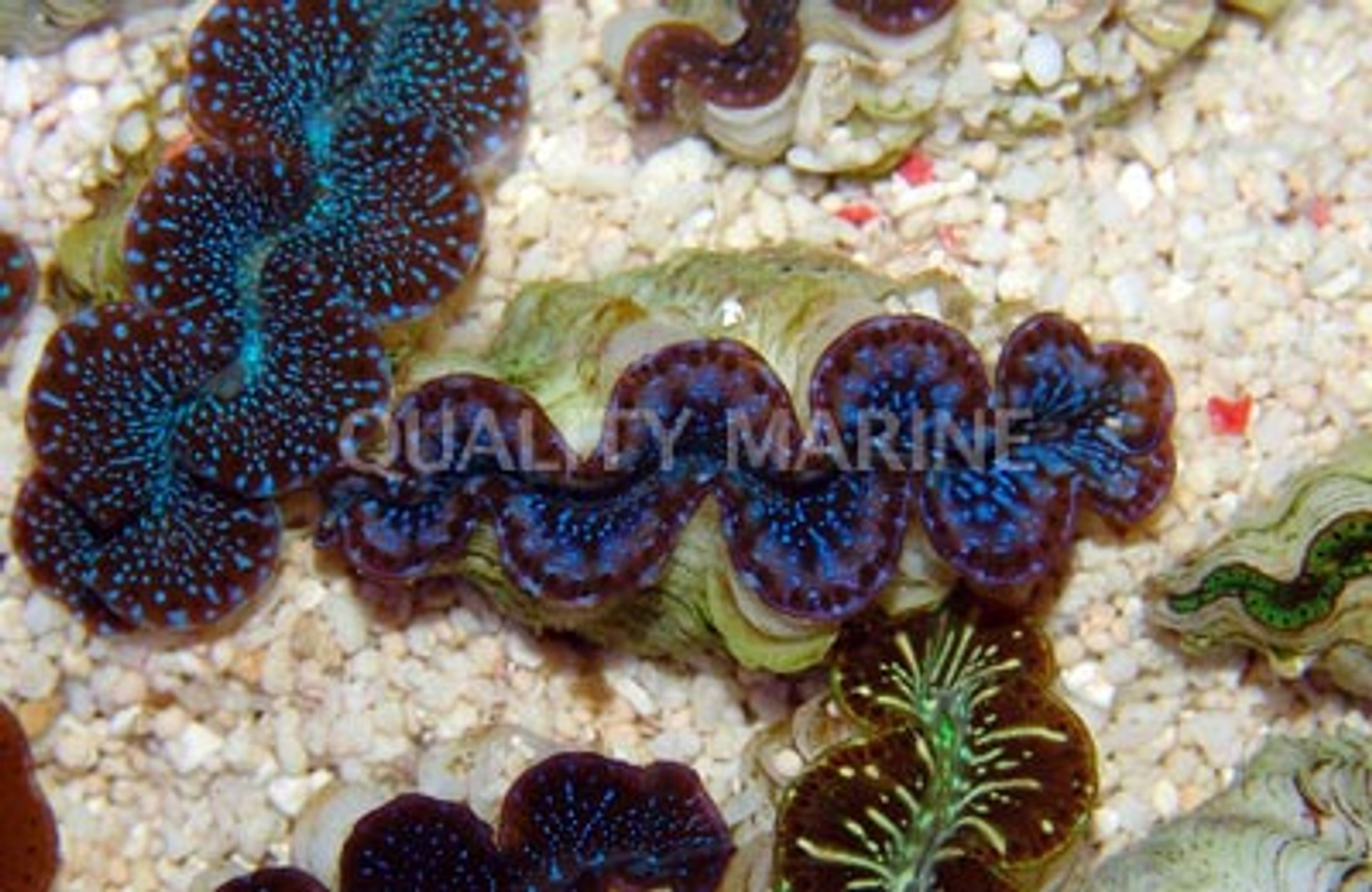 Giant Clams Identification 101 - Quality Marine