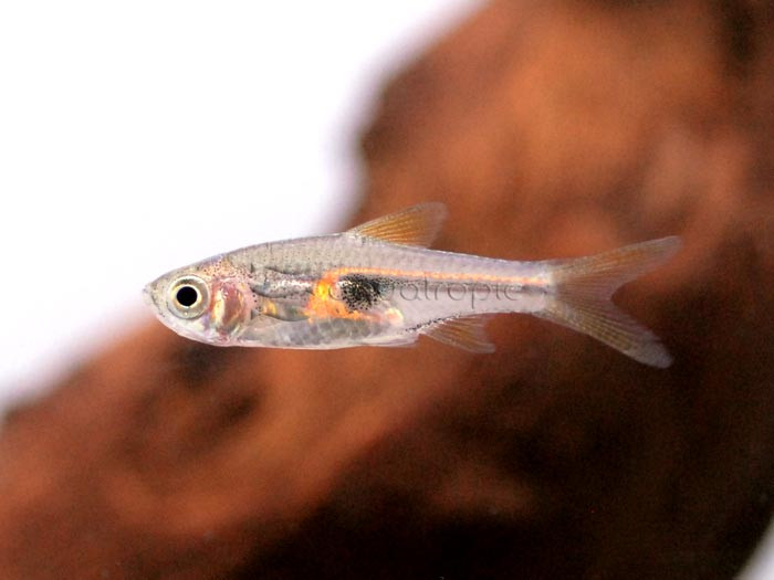 Hengeli Glowlight (Trigonostigma hengeli) thumbnail image