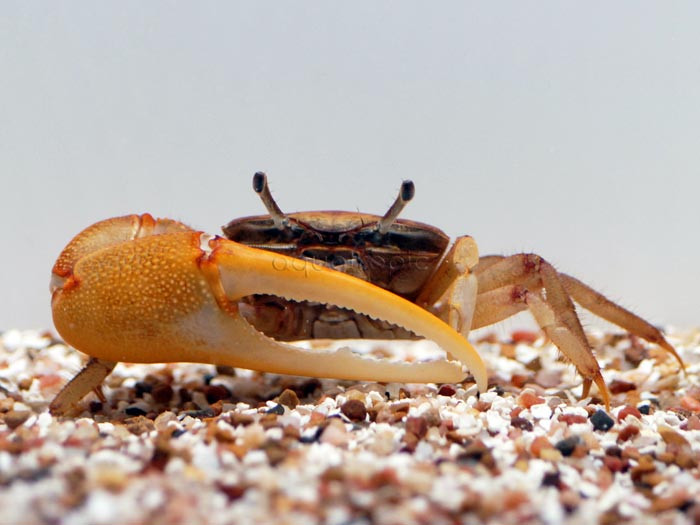 Fiddler Gold Claw Crab (Uca sp.) thumbnail image