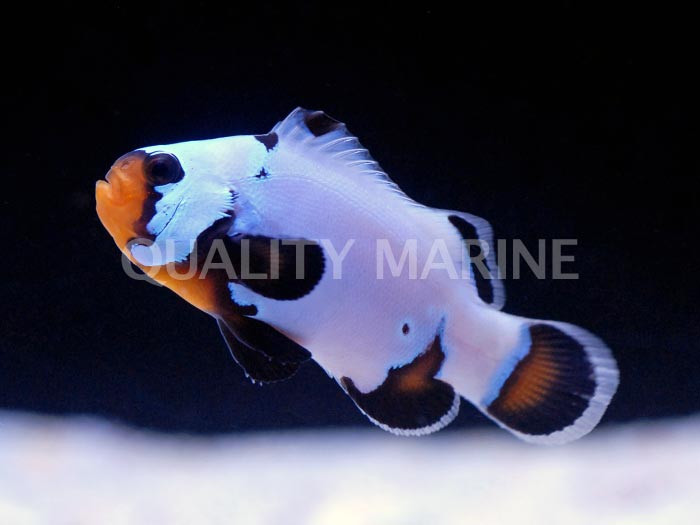 Aquacultured Black Ice Ultra Ocellaris (Amphiprion ocellaris) thumbnail image