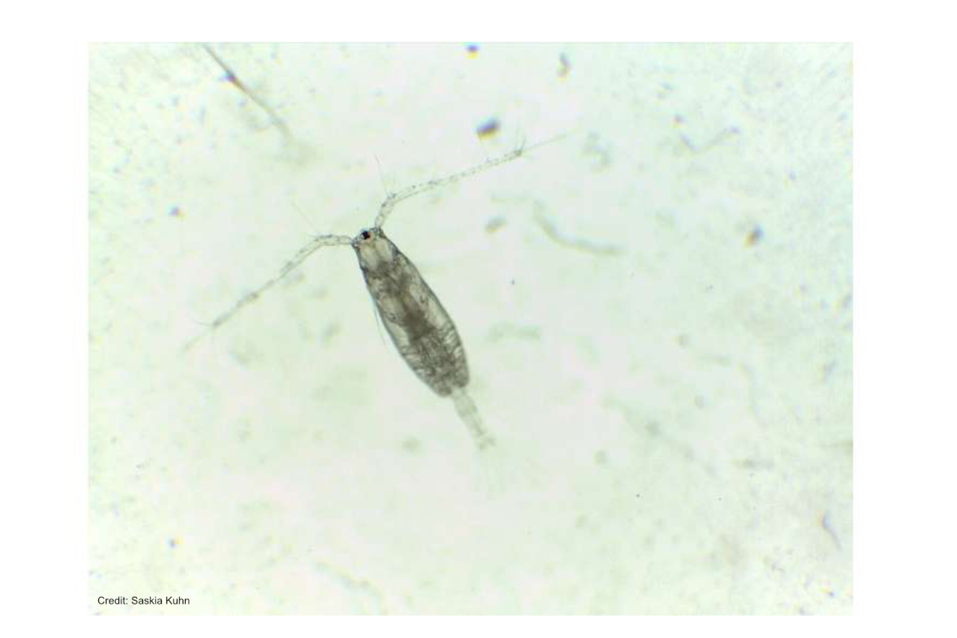 Underwater noise shown to disturb feeding behavior of marine organisms thumbnail image