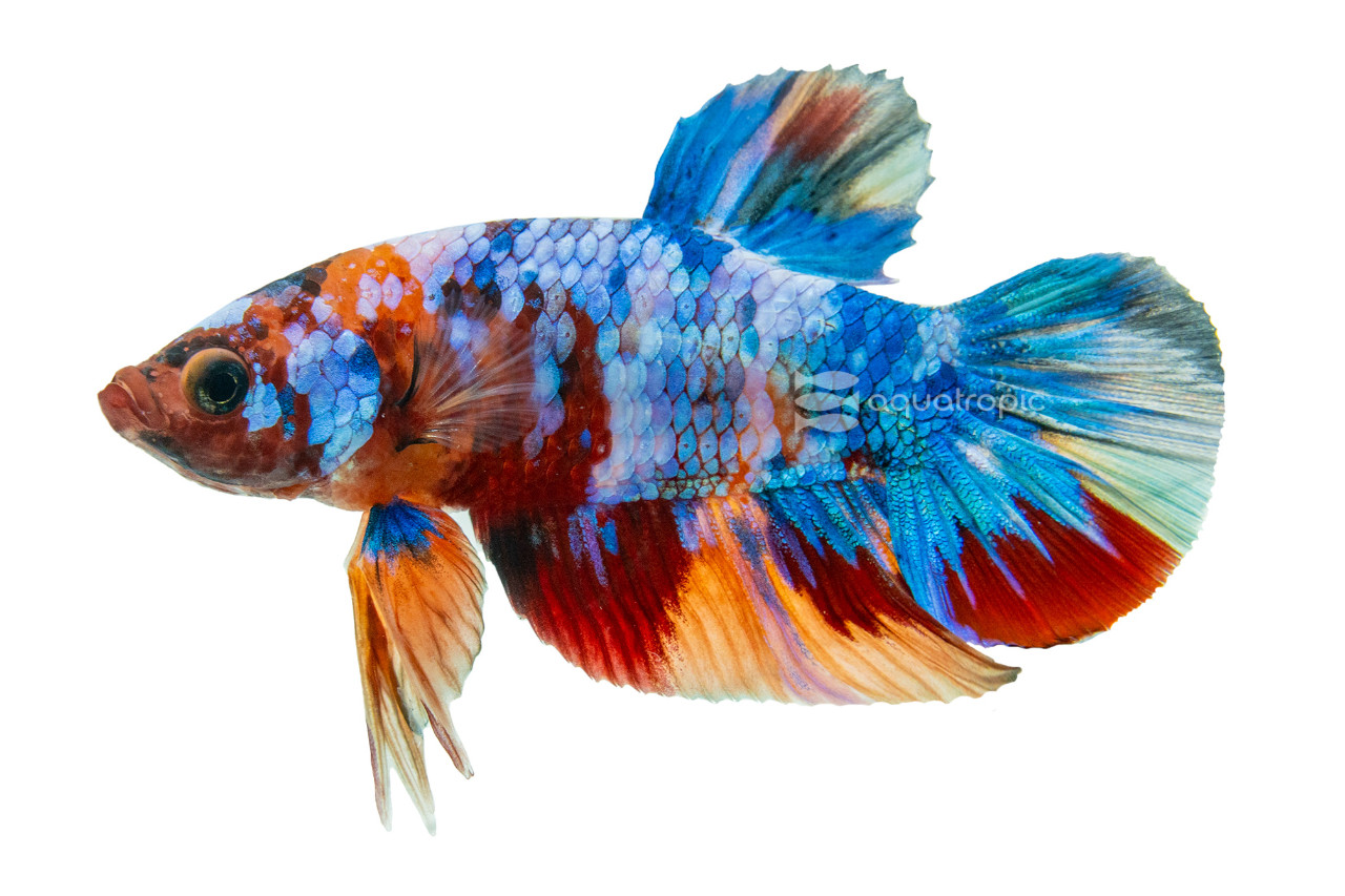 FISH ON NEXT 販促ポスター B2 ぽよよん♡ろっく シムス Vita Koi Nemo Galaxy Plakat Betta - Quality Marine