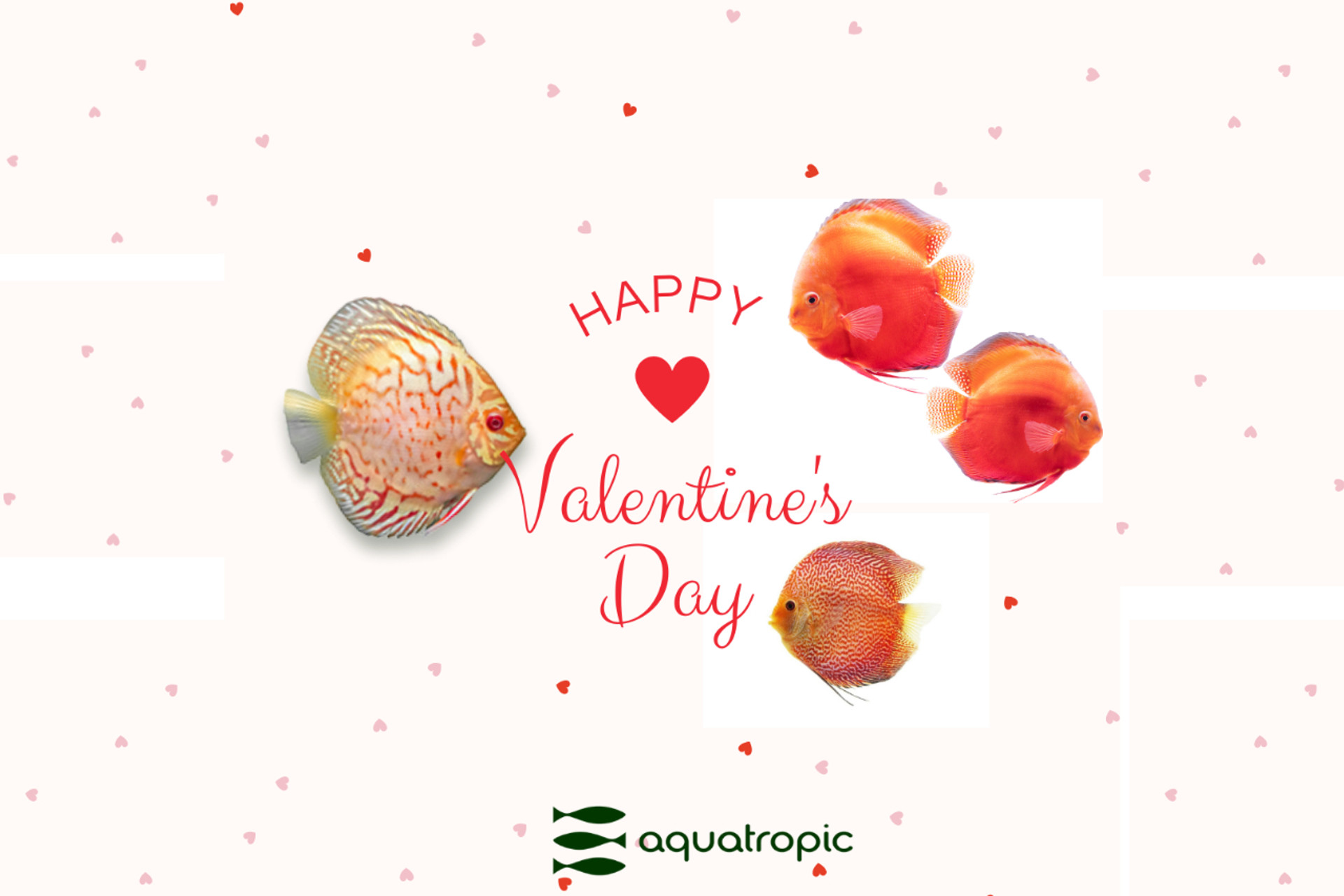 Happy Valentine's Day thumbnail image