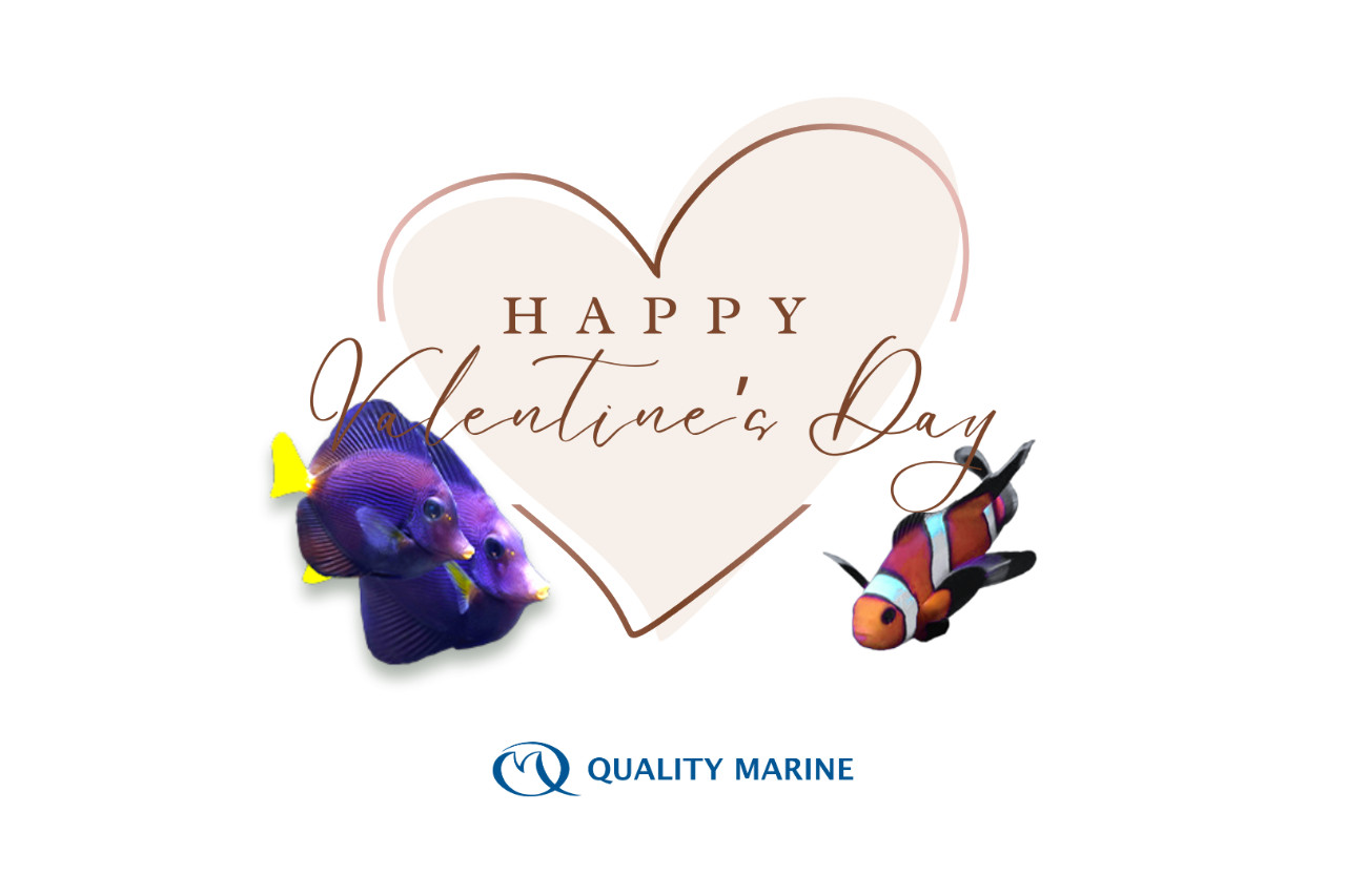 Happy Valentine's Day from Quality Marine thumbnail image