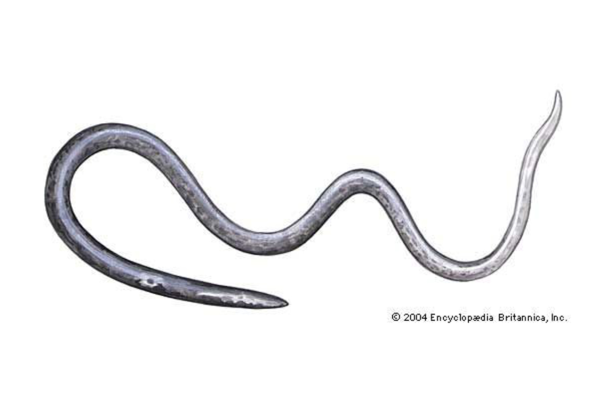 Home Grown Food - Vinegar Eels thumbnail image