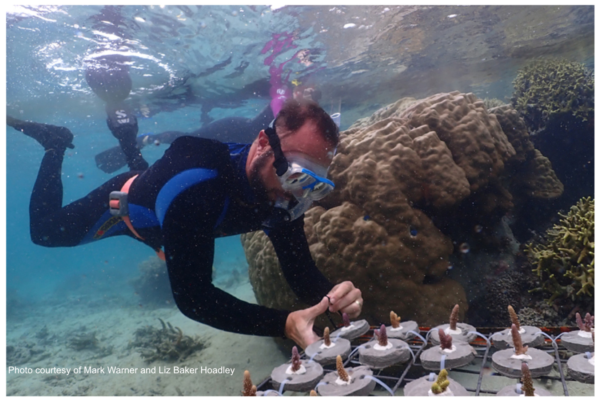 FINDING HEAT-TOLERANT CORALS thumbnail image