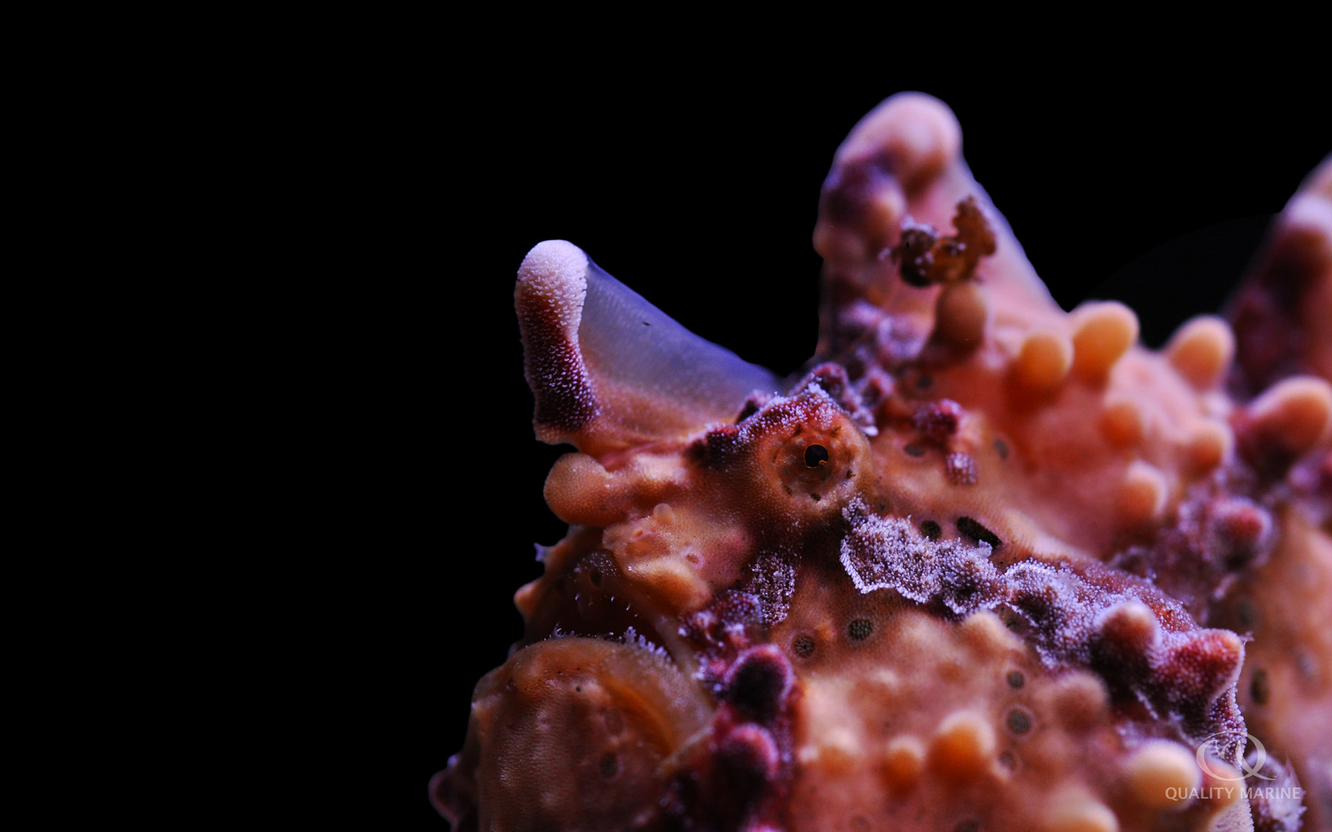 Wartskin Angler  thumbnail image