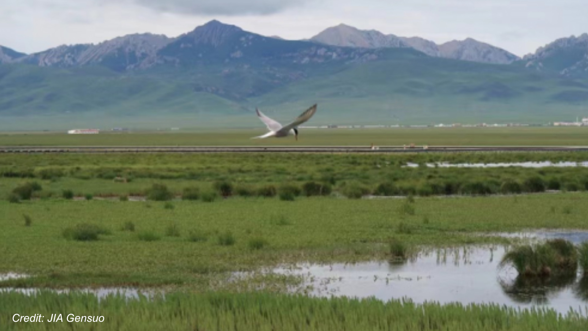 Global warming undermines greenhouse gas sink function of pristine wetlands thumbnail image