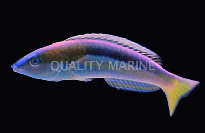 Blue-nose Pencil Wrasse (Pseudojuloides kaleidos) thumbnail image