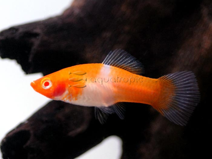 Kohako Koi Swordtail (Xiphophorus helleri) thumbnail image