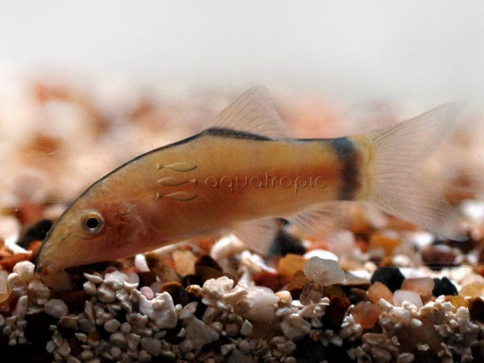 Skunk Loach (Yasuhikotakia morleti) thumbnail image