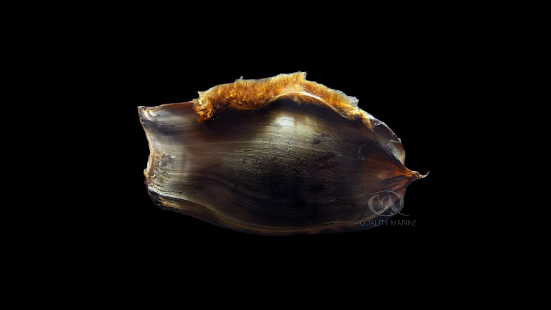 Spotted ray (Raja montagui) egg case or mermaid's purse washed up on  strandline. Anglesey, Wales, UK. December Stock Photo - Alamy