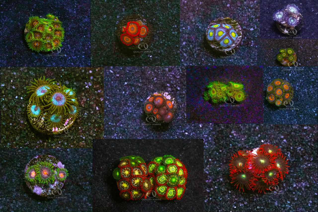 The Love of Zoanthids Never Fades thumbnail image