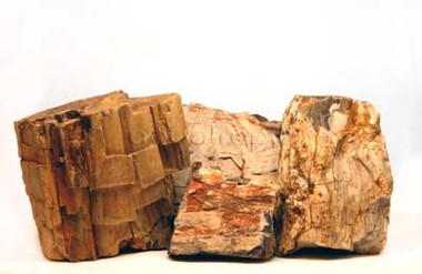 Petrified Forest :: 0960370