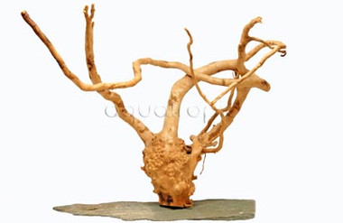 Wood Root with Slate Rock :: 0960580