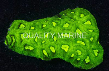 Toxic Green Goniastrea Coral :: 52012