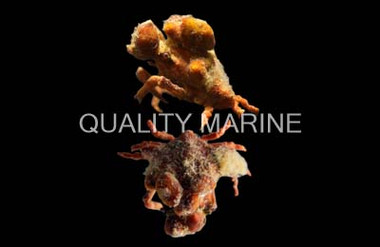 Sponge Crab :: 52530