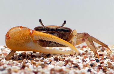 Gold Claw Fiddler Crab :: 20100