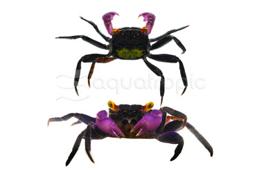 Vampire Crab :: 20105