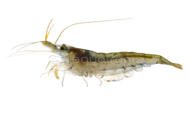 Amano Shrimp :: 20006