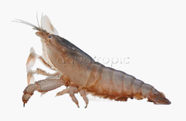 African Vampire Shrimp :: 20007