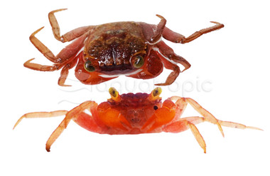 Mandarin Crab :: 20110