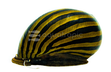 Zebra Nerite Snail :: 66006