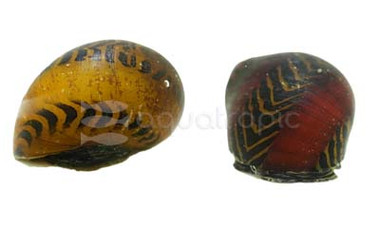 Yellow Racer Nerite Snail :: 66014