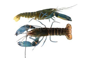 Blue Marble Lobster :: 90009