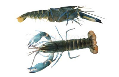 Blue Boesemani Lobster :: 90010