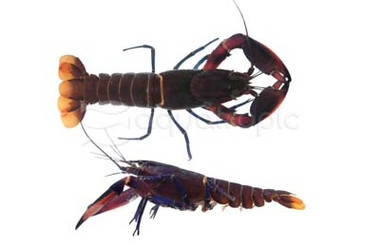 Red Boesemani Lobster :: 90012