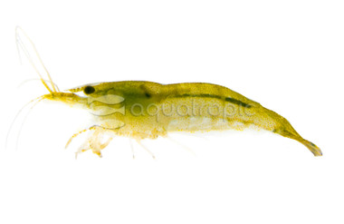 Green Jade Shrimp :: 20013