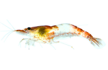 Red Rili Shrimp :: 20014