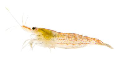 Snowball Shrimp :: 20015