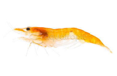 Orange Rili Shrimp :: 20017