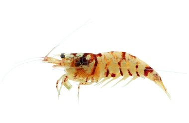 Red Tiger Shrimp :: 20024