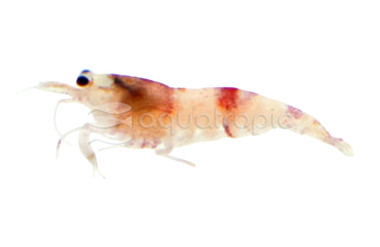 Red Crystal Shrimp :: 90001
