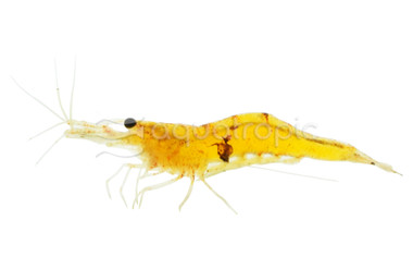 Orange Bee Shrimp :: 90003