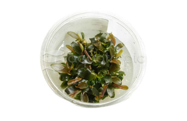 Bucephalandra 'Batang Kawa' Cup AT :: 80761