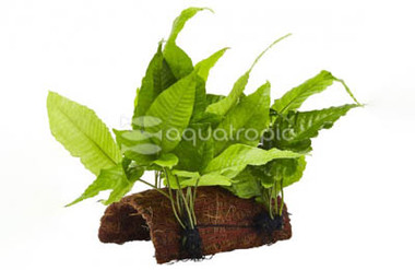 Half Tube with Coco and Plant :: 80202