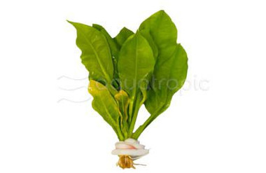 Amazon Sword 6 - 8" (rooted) :: 80230