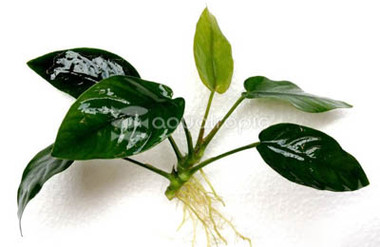 Anubias barteri (M) :: 80235