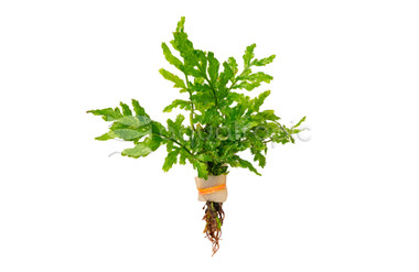 African Bolbitis Mini Fern (rooted) :: 80300