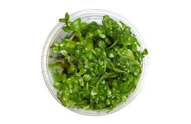 Bacopa caroliniana Cup AT :: 80502